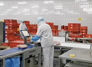 Chicken production worker
